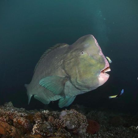 Coriana Dive Resort Waisai Esterno foto